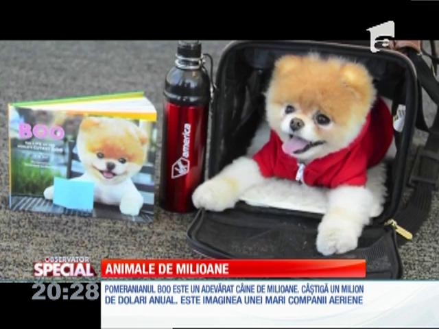 Special! Animale de milioane de dolari