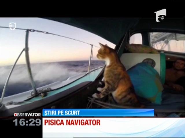 Prima pisică pirat din lume