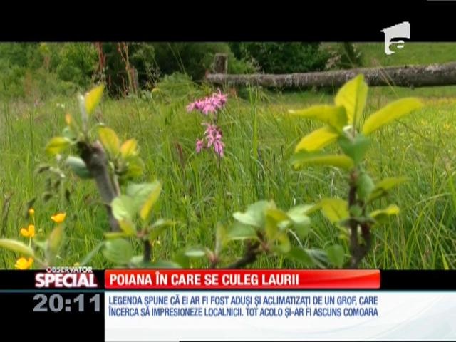 Special! &Icirc;n Cărpinet există o rezervație unică &icirc;n Rom&acirc;nia. Acolo este singurul loc &icirc;n care cresc lauri