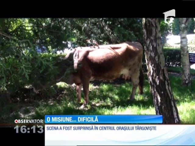 Misiunea "Vaca" le-a dat mari bătăi de cap poliţiştilor locali din T&acirc;rgovişte