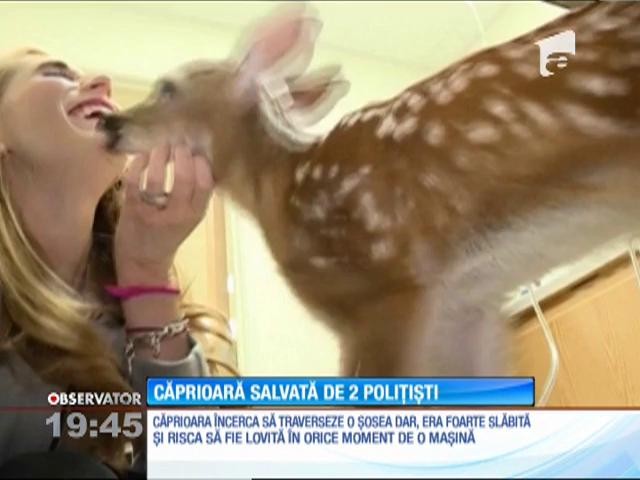 O căprioară a fost salvată de doi polițiști de peste Ocean