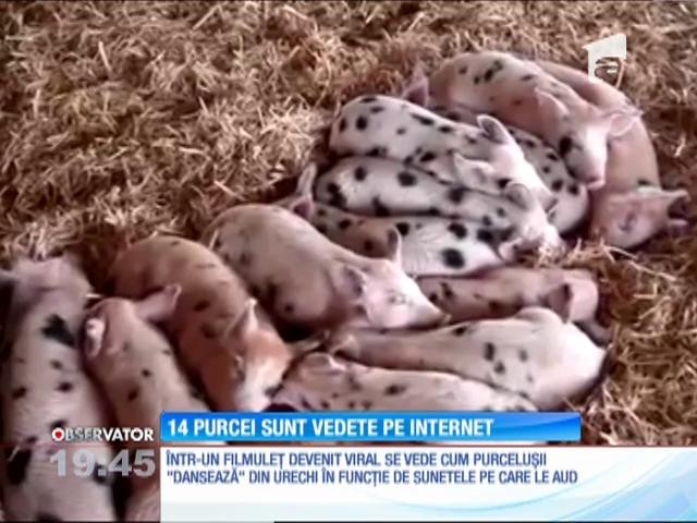 14 purceluşi au devenit vedete pe Internet! &Icirc;şi mişcă simultan urechile la la fiecare sunet pe care &icirc;l aud