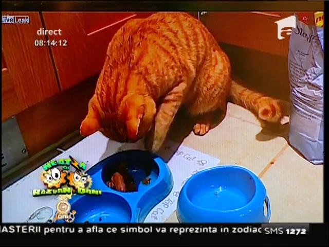 Smiley News: O pisică bine crescută