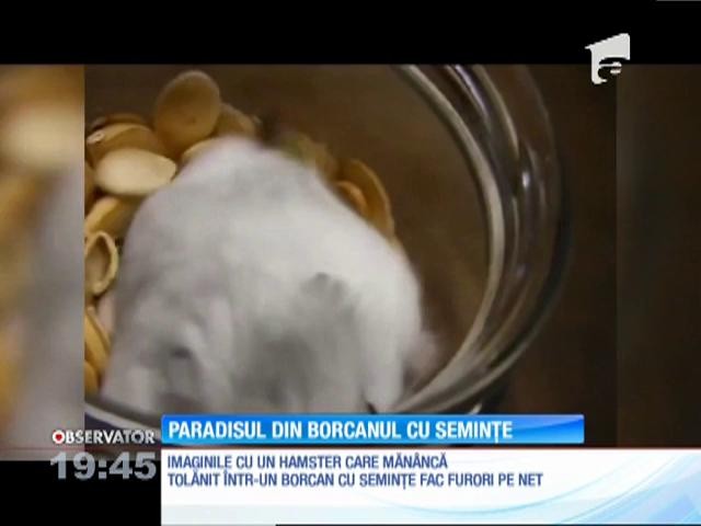 Un hamster tolănit &icirc;n borcanul cu seminţe face furori pe internet