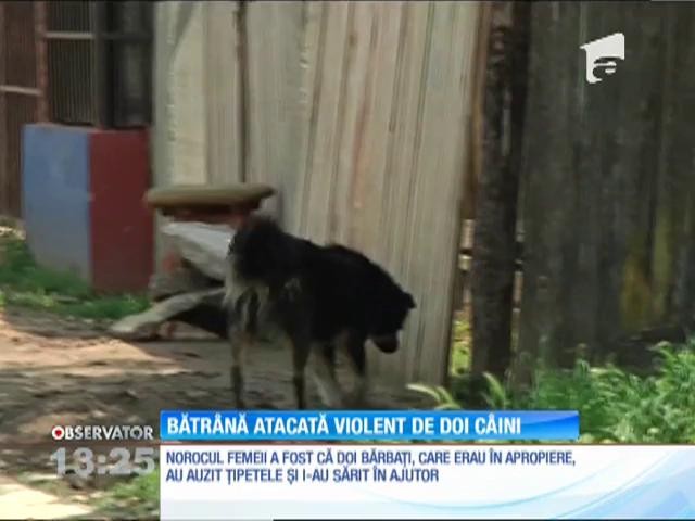O bătr&acirc;nă de 77 de ani a fost atacată de doi c&acirc;ini