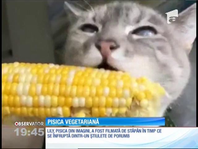 O pisică este &icirc;nnebunită după porumbul fiert!