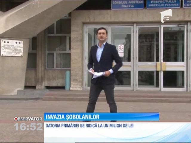 Invazie de şobolani la Ploieşti