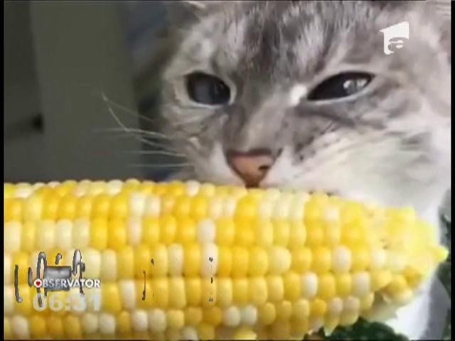 Pisica care măn&acirc;ncă porumb