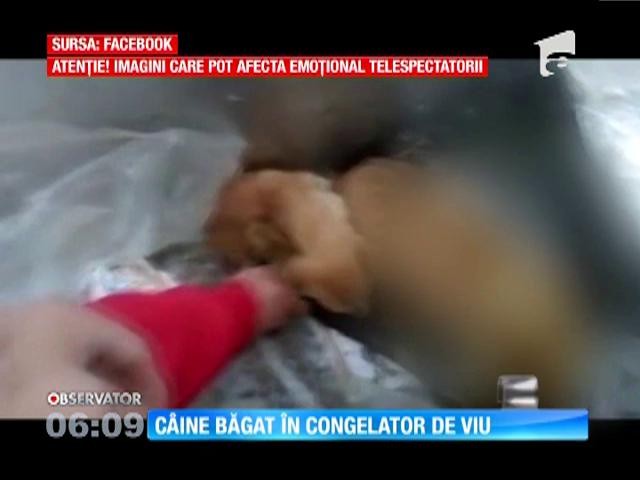 La adăpostul de animale din Moinești a fost găsit un c&acirc;ine viu băgat &icirc;n congelator
