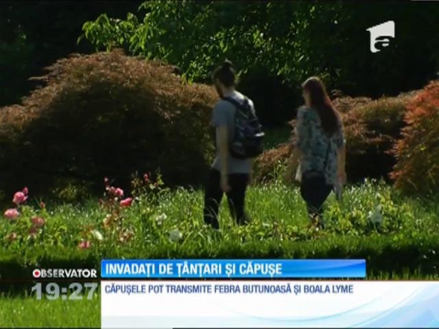 Căpuşele şi ţ&acirc;nţarii fac ravagii &icirc;n parcurile din Capitală