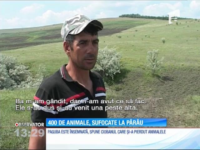 400 de oi şi miei au murit după ce s-au &icirc;ngrămădit să bea apă dintr-un p&acirc;r&acirc;u, &icirc;ntr-o comună din  judeţul Vaslui