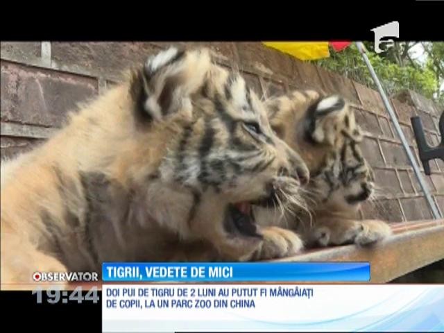 Doi pui de tigru au cucerit inimile &icirc;ngrijitorilor de la o grădină zoologică din China