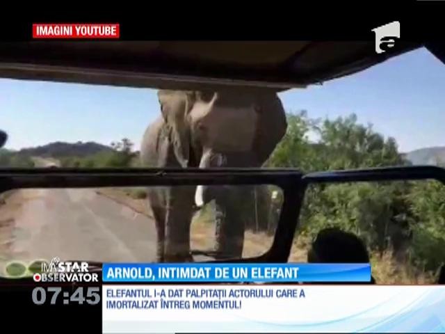 Arnold Schwarzenegger, la un pas să fie atacat de un elefant!