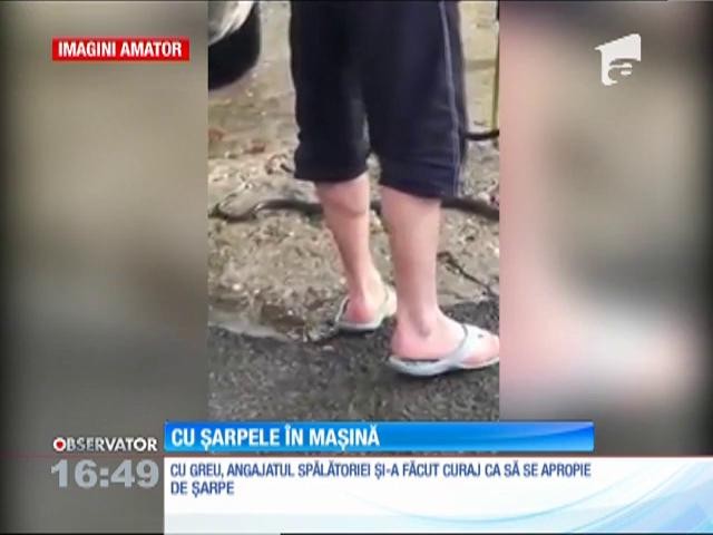Un şarpe nepoftit i-a dat fiori unui şofer din T&acirc;rgu-Jiu
