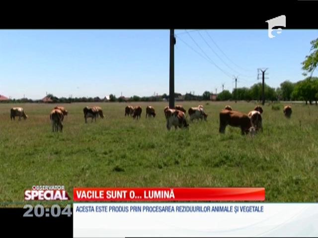 Special! &Icirc;n Săcuieni, vacile aduc lumina &icirc;n casă