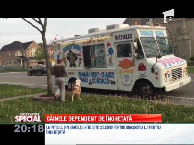 Special! C&acirc;inele dependent de &icirc;ngheţată