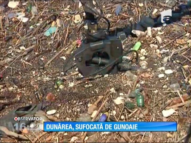 Dunărea, sufocată de tone de gunoaie aduse de viituri
