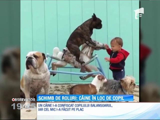 Schimb de roluri: c&acirc;ine &icirc;n loc de copil!
