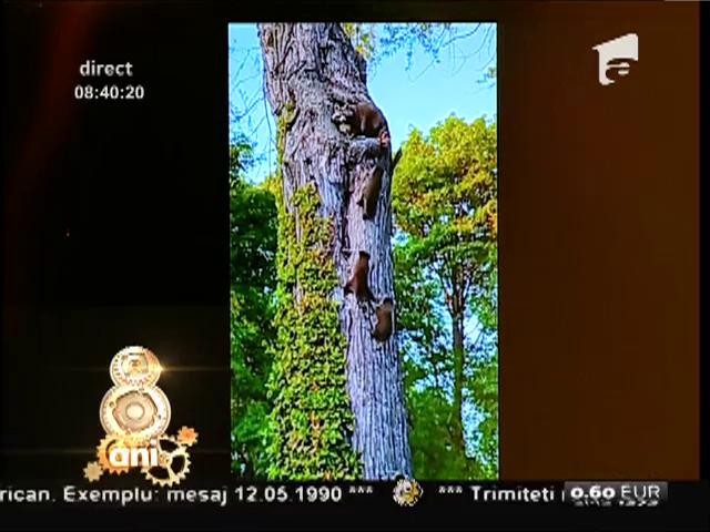 Smiley News: Cum &icirc;şi duce un raton puii acasă