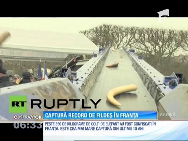 Captură record de fildeş, &icirc;n Franţa