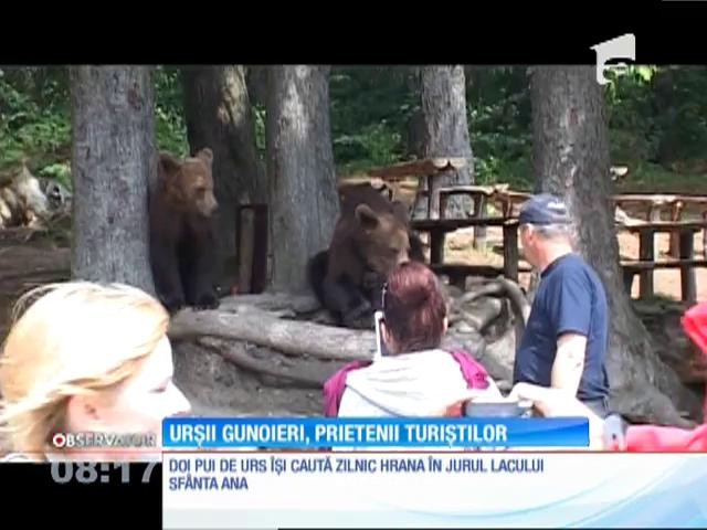 Urșii gunoieri de l&acirc;ngă lacul Sf&acirc;nta Ana, prietenii turiștilor