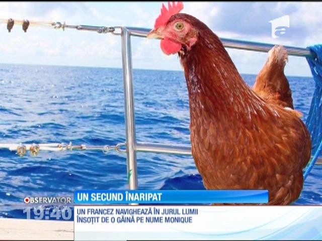 Un francez navighează &icirc;n jurul lumii &icirc;nsoţit de o găină