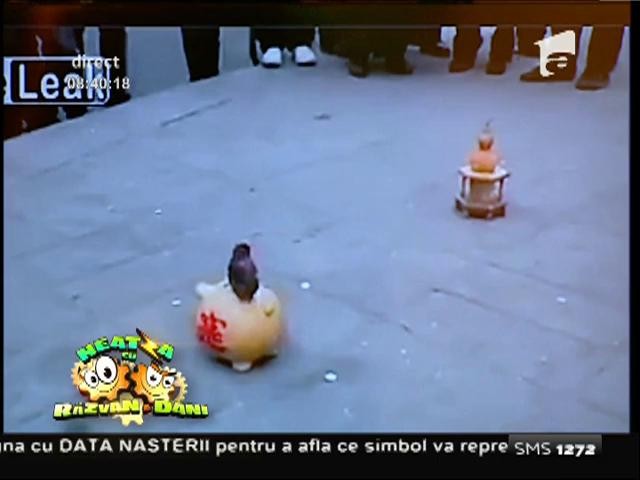 Smiley News: Păsărica cerşetoare ce adună banii de la oameni