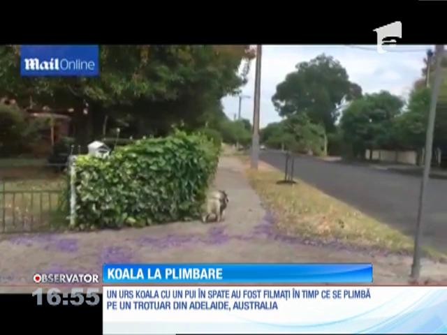 O mamă Koala care &icirc;şi cară puiul &icirc;n spate, la plimbare pe o stradă dintr-un oraş australian