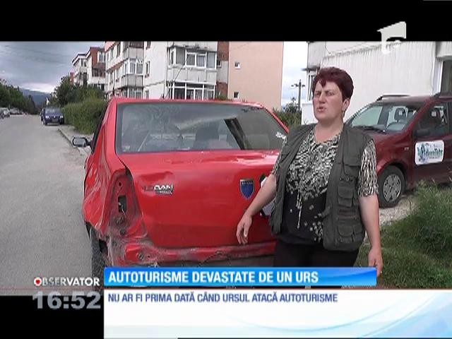 Un urs a devastat mai multe autoturisme &icirc;ntr-o localitate din Argeş