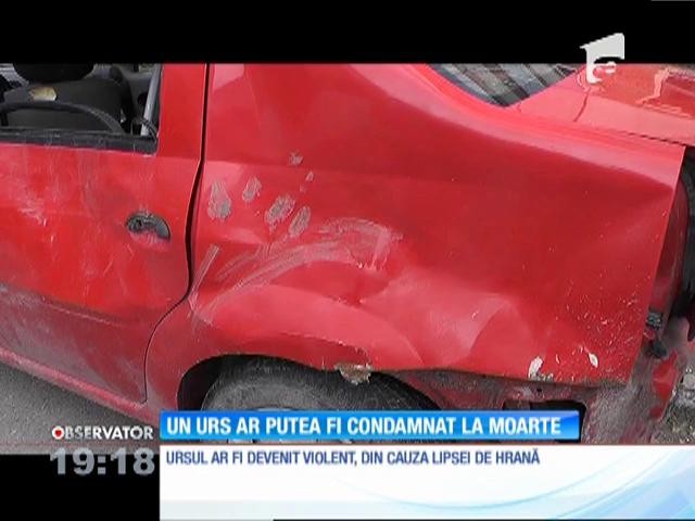 Ursul din Argeş, care a a devastat mai multe maşini, riscă să fie &icirc;mpuşcat
