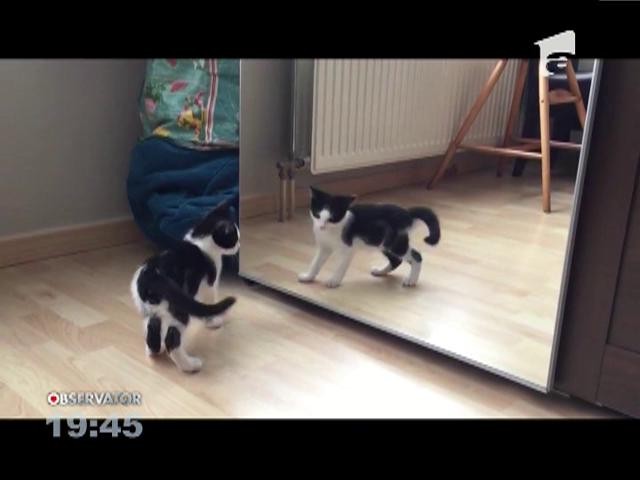 O pisicuţă, speriată de propria reflexie din oglindă