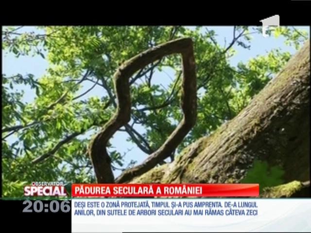 SPECIAL! Pădurea seculară a Rom&acirc;niei