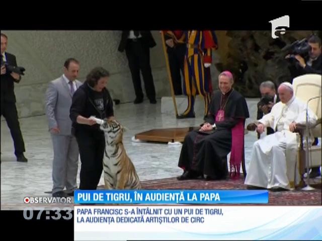 Pui de tigru, &icirc;n audiență la Papa Francisc