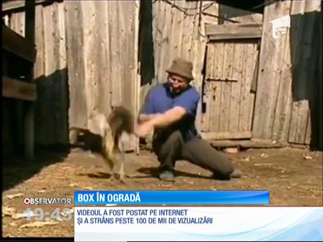 Meci de box &icirc;ntre un cocoş şi un om