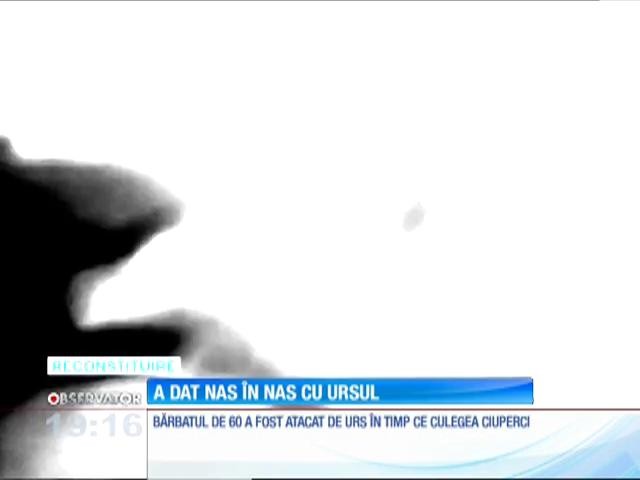 Un urs a sf&acirc;şiat un bărbat, &icirc;ntr-o zonă turistică din Braşov