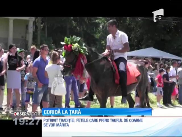 &Icirc;n comuna Mănăstirea, femeile au luat taurul de coarne. La propriu. Aşa e tradiţia