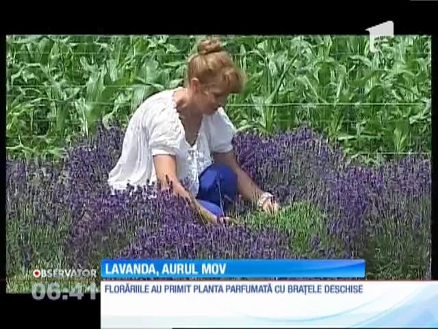 O t&acirc;nără din Vrancea a făcut o pasiune pentru cultivarea de lavandă