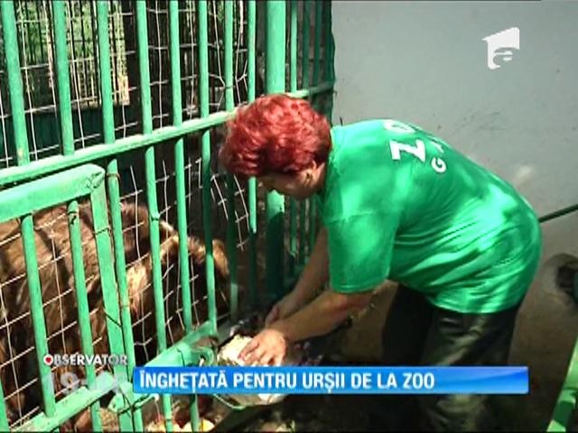 Urşii din Parcul Zoo Gabroavele, răsfățați cu &icirc;nghețată