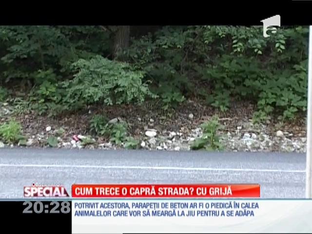 Special! Trecerile pentru animalele sălbatice din Defileul Jiului, motiv de scandal
