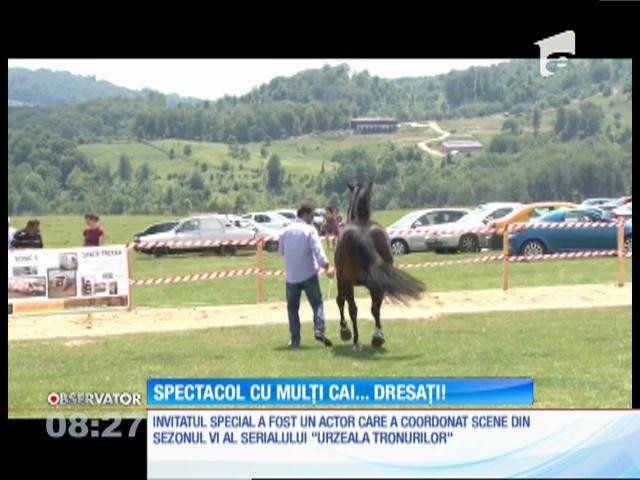 Mai mulți cai au făcut spectacol la Runcu, &icirc;n D&acirc;mboviţa