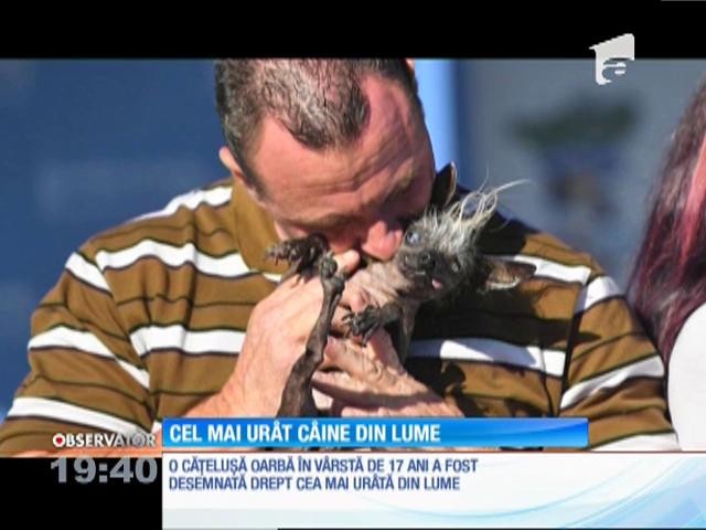 O cățelușă oarbă &icirc;n v&acirc;rstă de 17 ani a fost desemnată cea mai urată din lume