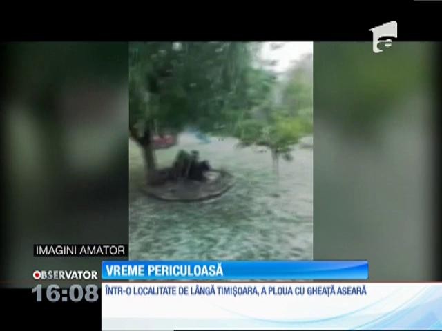 Prăpăd &icirc;n Timiş. Gheaţa c&acirc;t oul de porumbel a distrus recolta