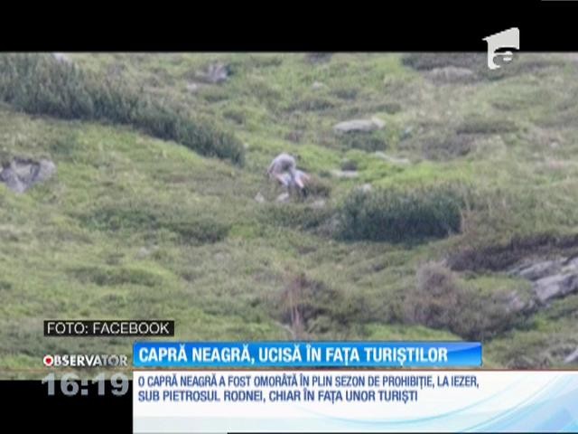 Capră neagră &icirc;mpuşcată de braconieri chiar &icirc;n faţa unor turişti!