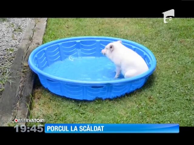 Un porc la scăldat