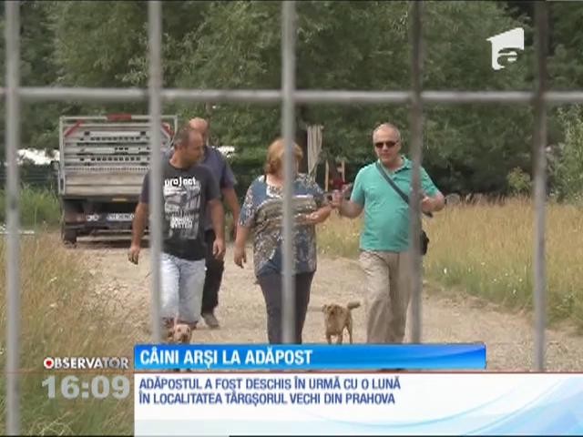 C&acirc;ini arşi &icirc;n adăpostul unei asociaţii de protecţie a animalelor