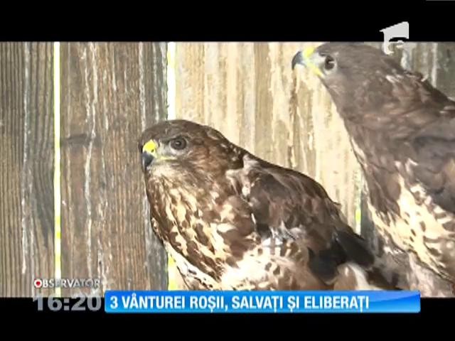 Trei v&acirc;nturei roşii, o specie de şoim comună &icirc;n Europa, salvaţi şi eliberaţi