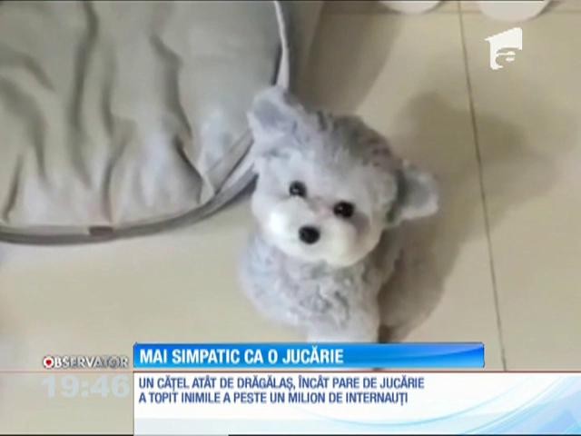 Un căţel at&acirc;t de drăgălaş, &icirc;nc&acirc;t pare de jucărie