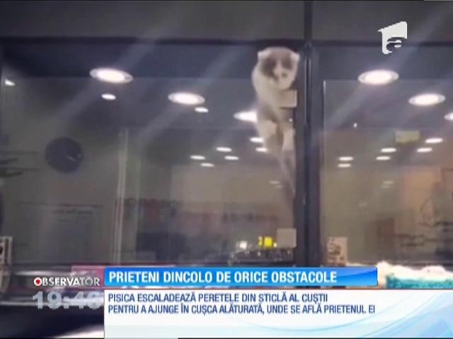 Doi pui, prieteni dincolo de orice obstacole