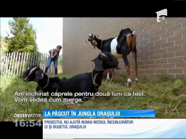 La păscut &icirc;n jungla orașului New York