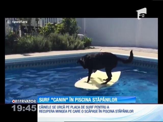Surf &rdquo;canin&rdquo; &icirc;n piscina stăp&acirc;nilor